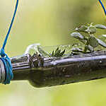 A recycling gardening workshop with plastic bottles and plants
