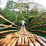 Back view of young woman on suspension wooden bamboo bridge across Loboc river in jungle. Vacation on tropical island. Bohol, Philippines