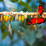 Red butterfly and caterpillars in cocoons 